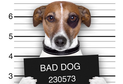 Draper Dog & Animal Bites Lawyer Serving Utah